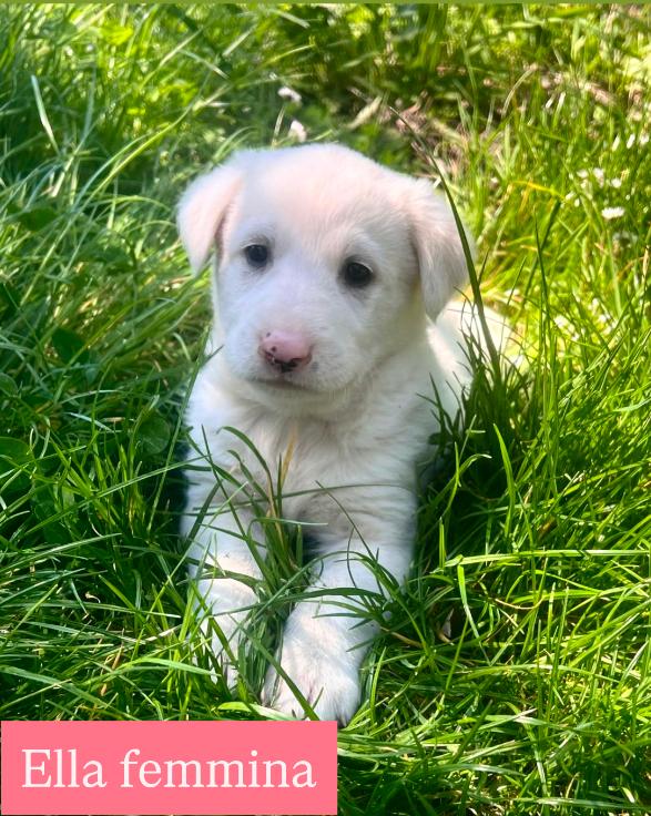 Cuccioli derivato maremmamo Foto 5