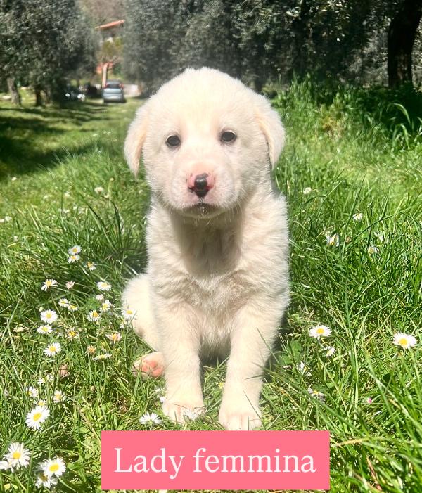 Cuccioli derivato maremmamo Foto 6