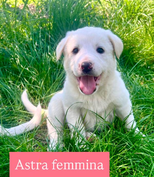 Cuccioli derivato maremmamo Foto 8