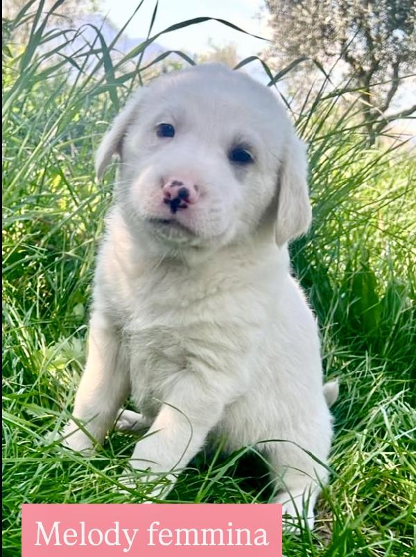 Cuccioli derivato maremmamo Foto 9