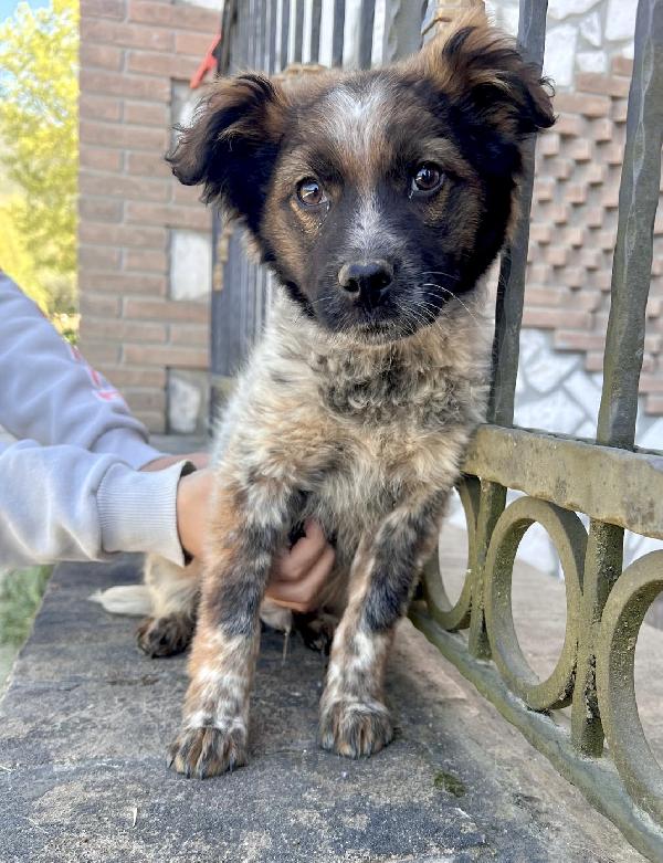 Cucciolo 3 mesi taglia media Foto 2