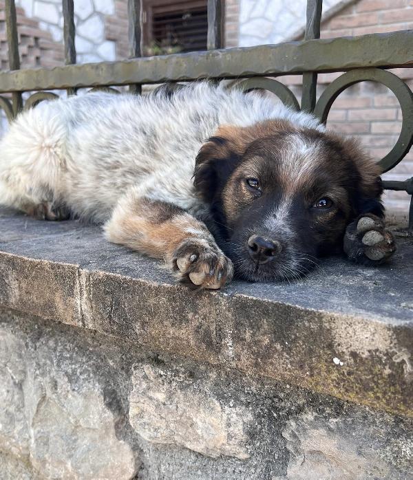 Cucciolo 3 mesi taglia media Foto 3