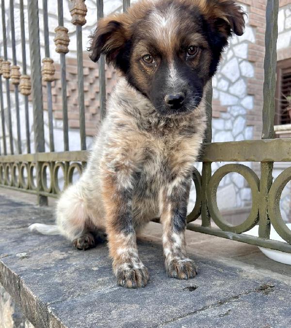 Cucciolo 3 mesi taglia media Foto 4