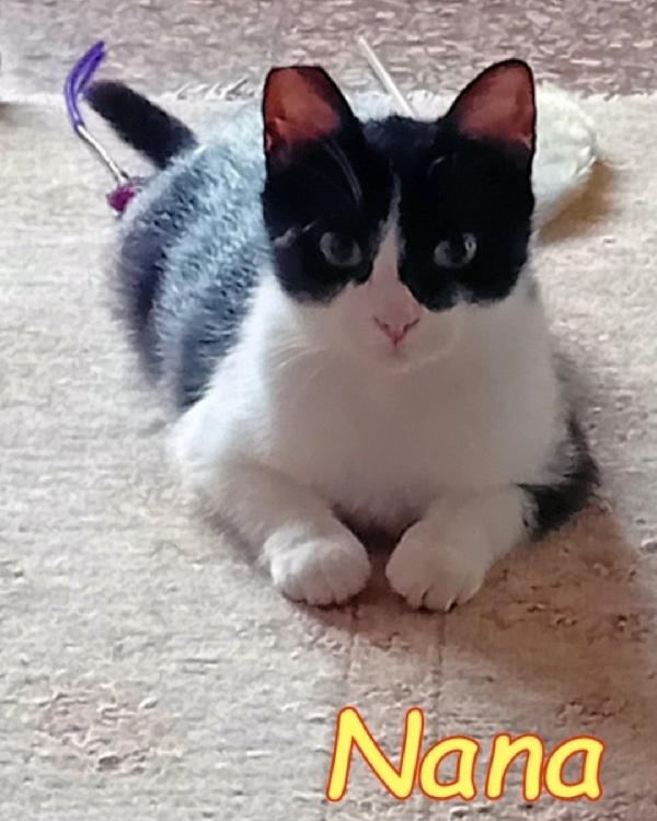 Saretta Micia Meno Di 2Anni Sos Roma