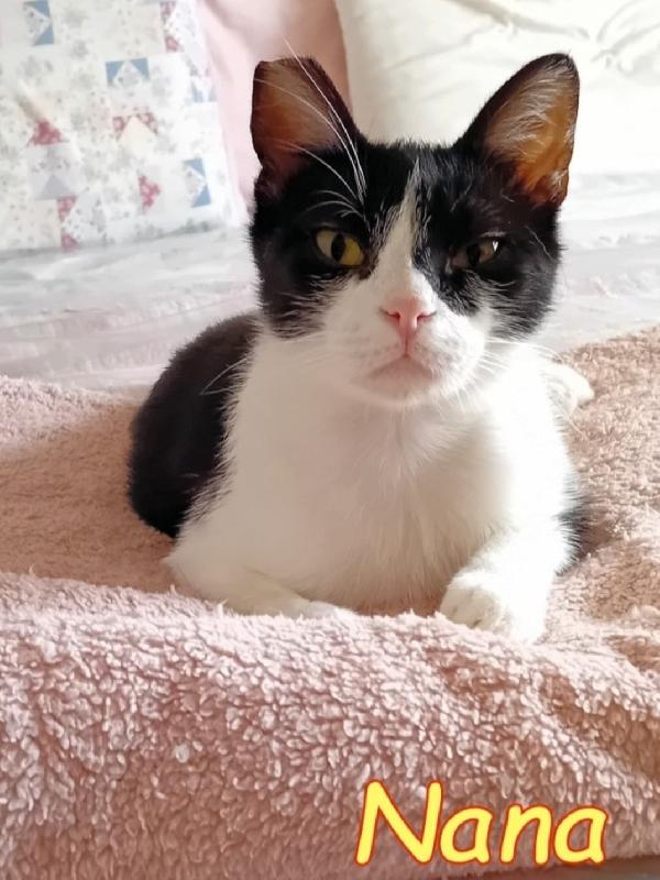 Saretta micia meno di 2anni SOS ROMA Foto 3