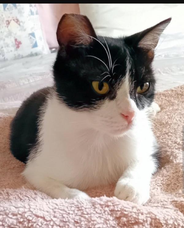 Saretta micia meno di 2anni SOS ROMA Foto 4