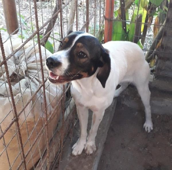 Candy e Miro'mix Breton giovani,vivono in 1pessimo posto. SUD Foto 5