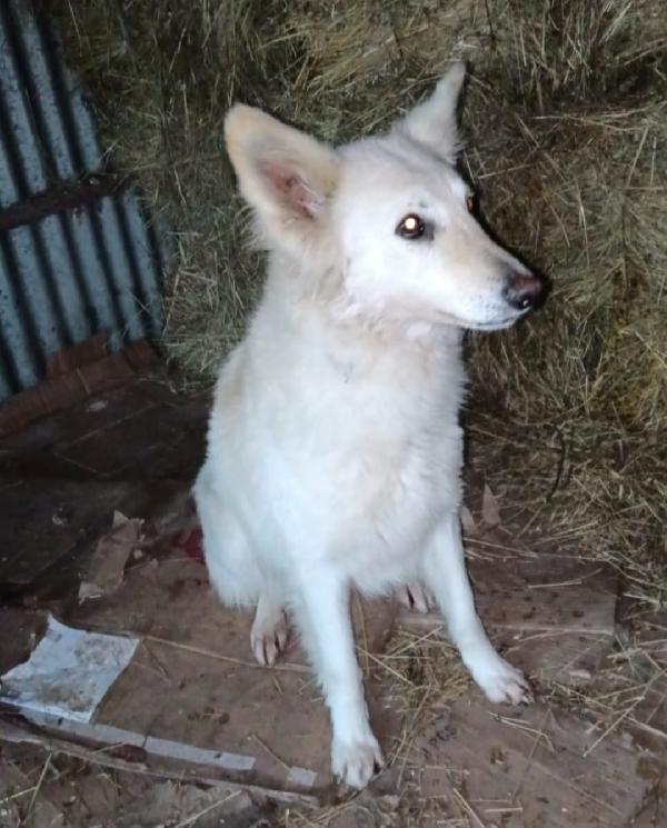 Birba 5anni ,tranquilla,sta x finire in canile sovraffollato. Avellino Foto 2