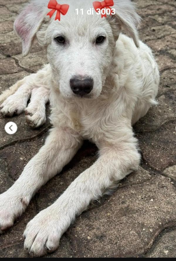 Cucciola 8Mesi Paralizzata! Che Ne Sarà Di Lei?? Sud