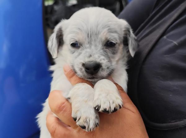 Bignè Babà Struffolo Frolla