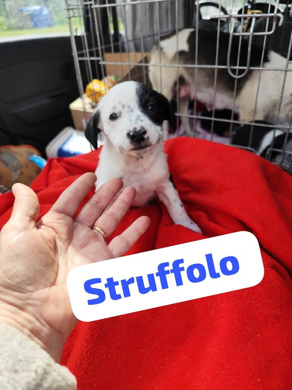 Bignè Babà Struffolo Frolla Foto 2