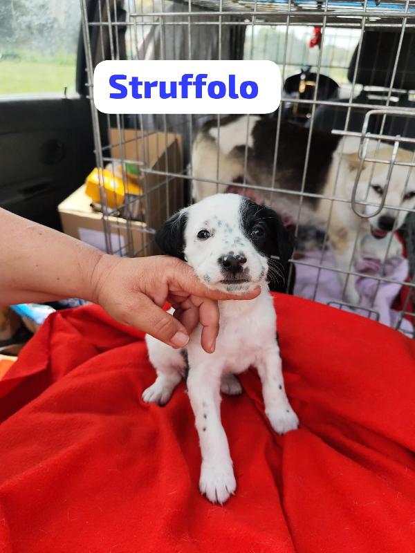 Bignè Babà Struffolo Frolla Foto 3