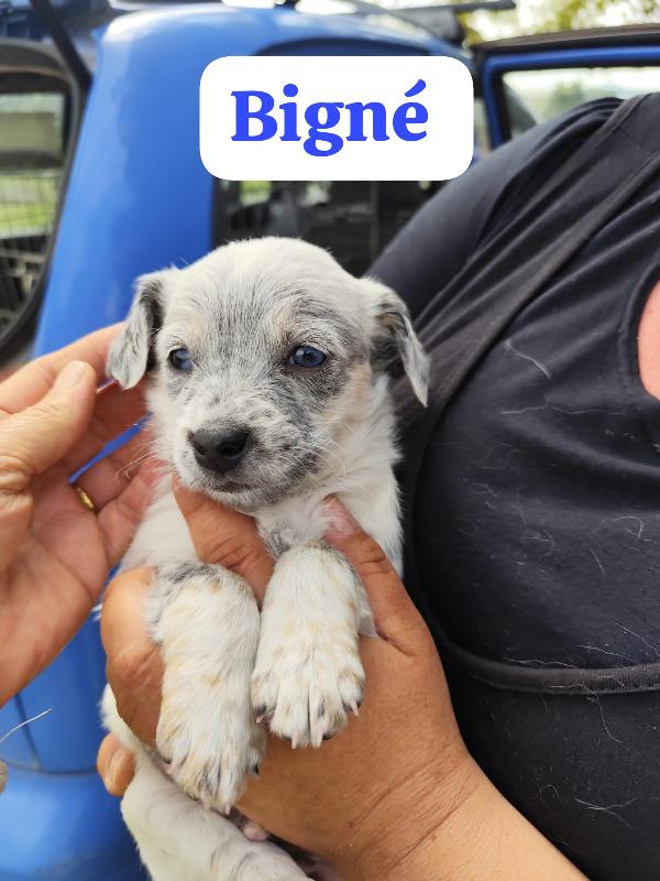 Bignè Babà Struffolo Frolla Foto 4