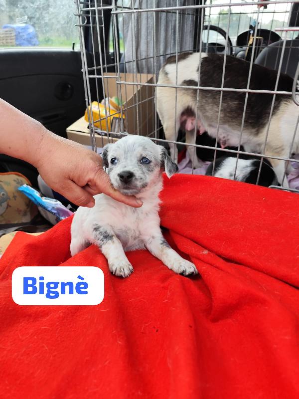 Bignè Babà Struffolo Frolla Foto 5