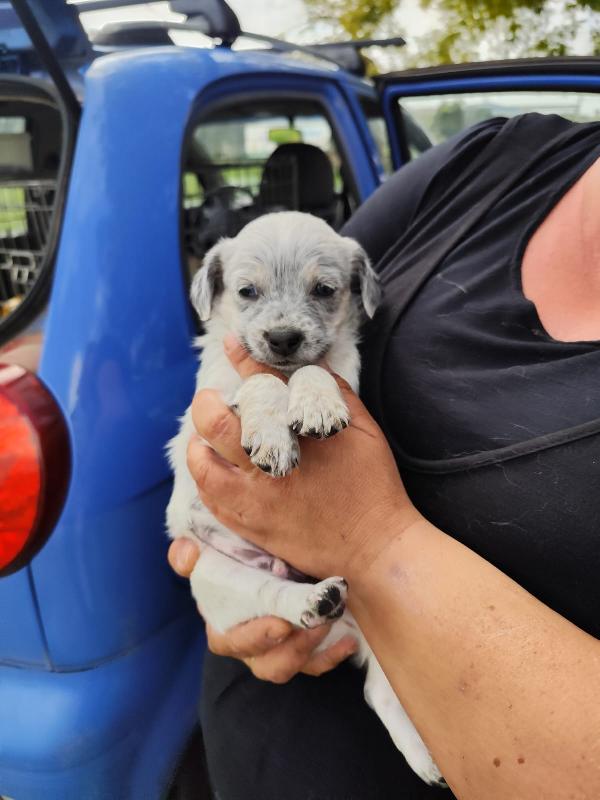 Bignè Babà Struffolo Frolla Foto 6