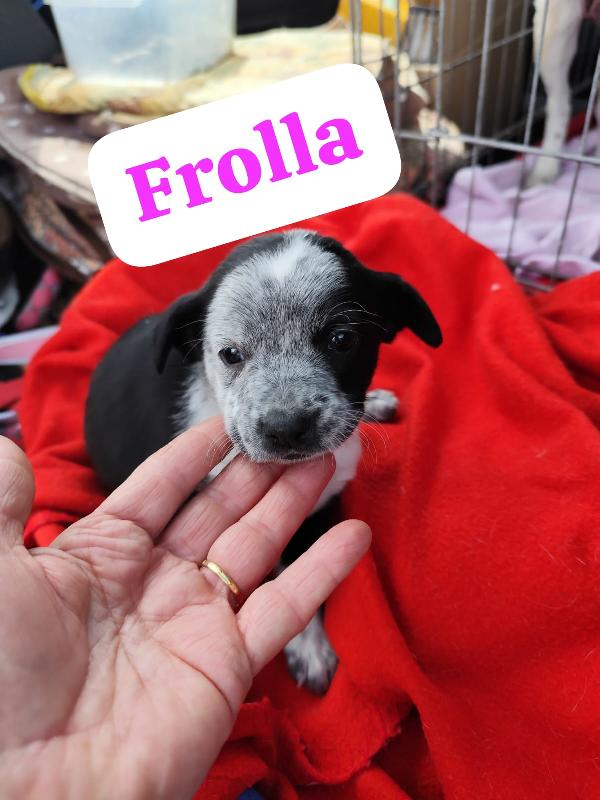 Bignè Babà Struffolo Frolla Foto 7