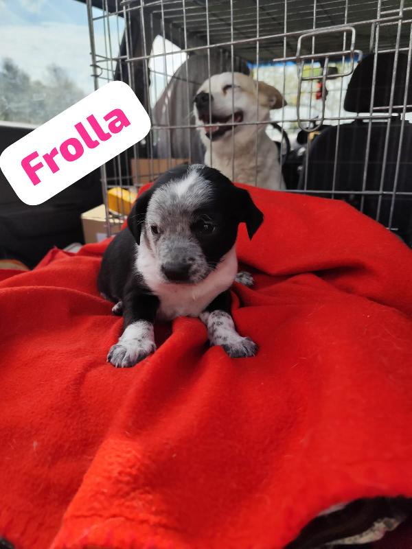 Bignè Babà Struffolo Frolla Foto 8