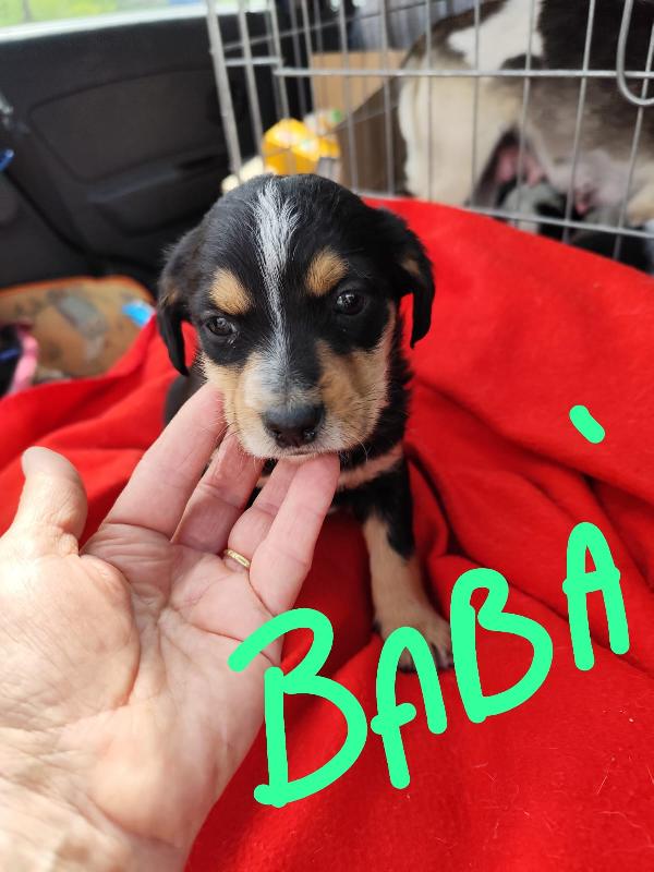 Bignè Babà Struffolo Frolla Foto 9