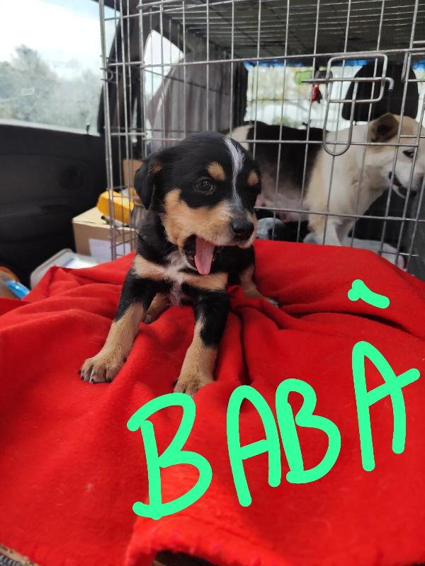 Bignè Babà Struffolo Frolla Foto 10