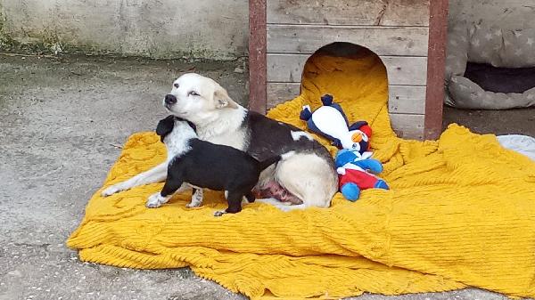 Bignè Babà Struffolo Frolla Foto 12