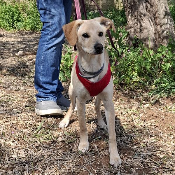 Luli la pazzerella  Foto 2