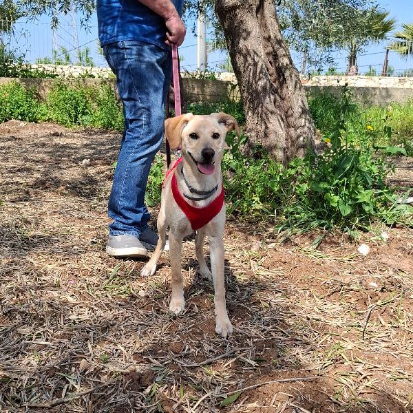 Luli la pazzerella  Foto 4