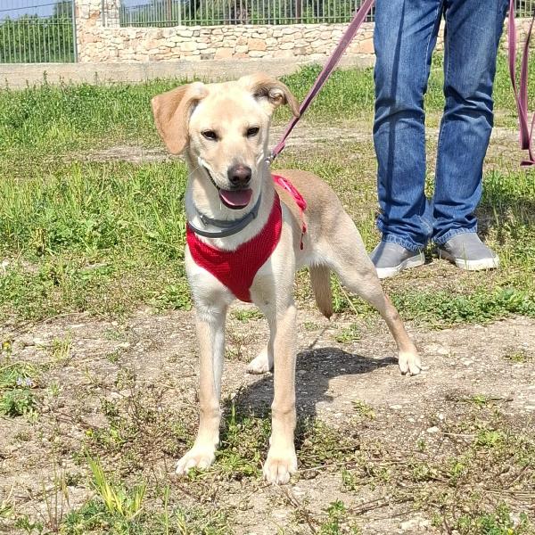 Luli la pazzerella  Foto 5