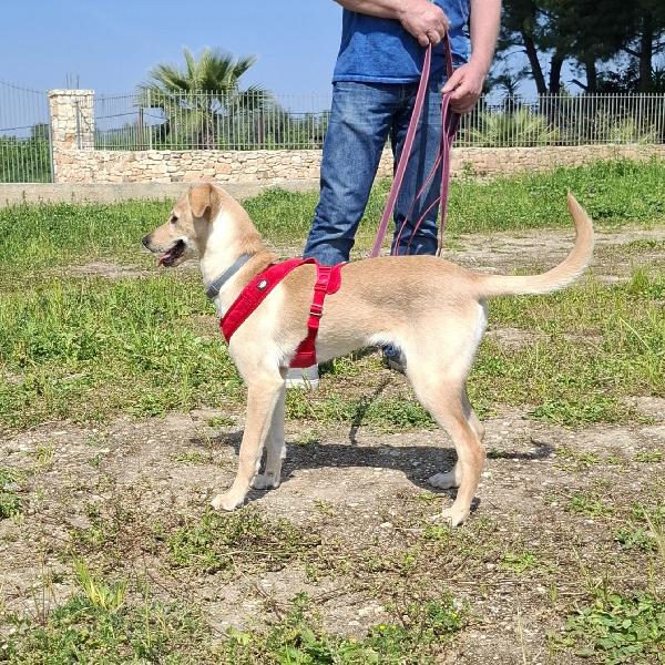 Luli la pazzerella  Foto 6