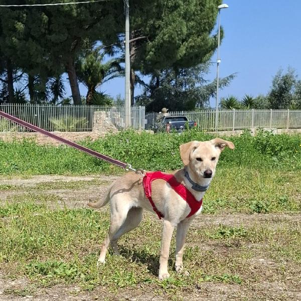 Luli la pazzerella  Foto 7