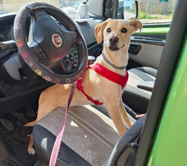 Luli la pazzerella  Foto 8