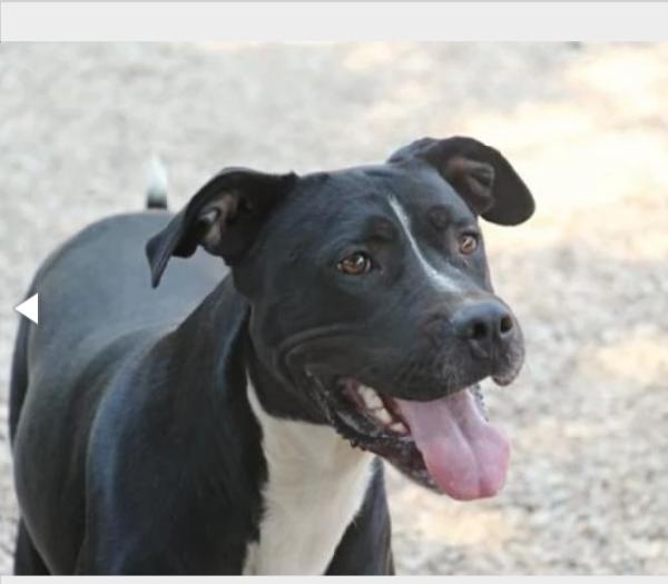 Dyami Pitbull Adulto Mollato Anni Fa Attaccato Ad Una Pianta. Roma