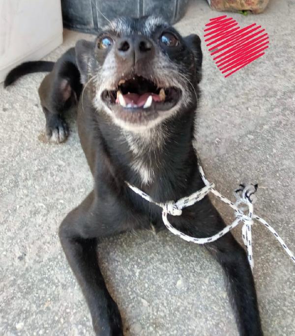 Pisellino, nonnino di 6 kg, adozione del cuore Foto 2