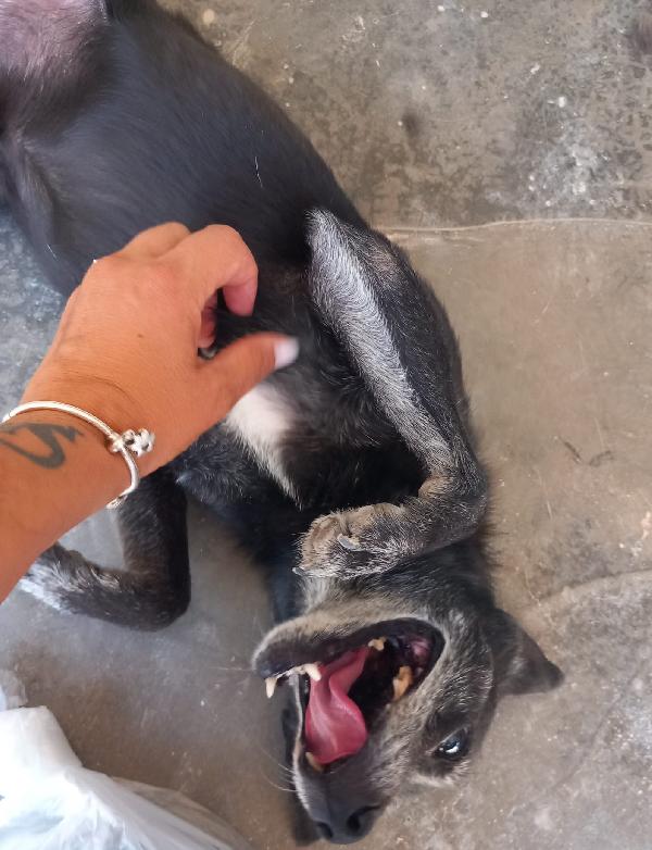 Pisellino, nonnino di 6 kg, adozione del cuore Foto 4