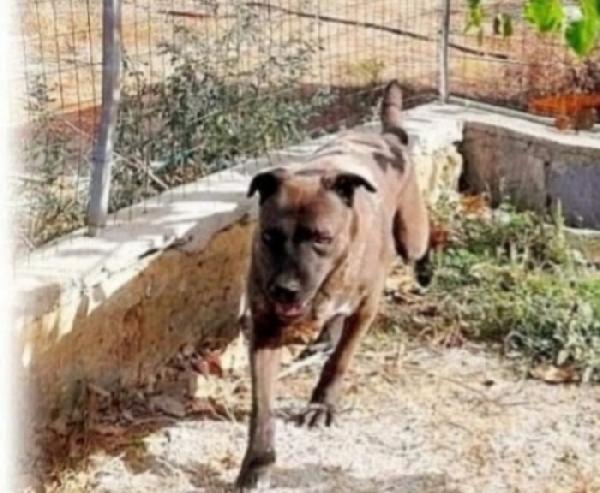 Ruben adulto color nocciola,molto triste in canile.PUGLIA Foto 3