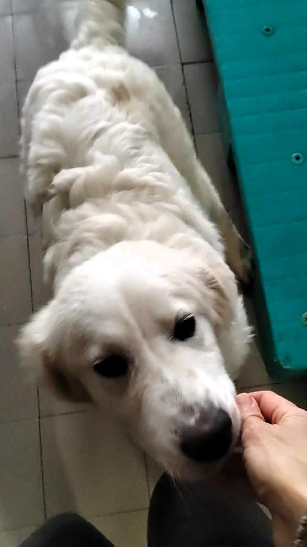 LELLA MAREMMANINA Foto 2