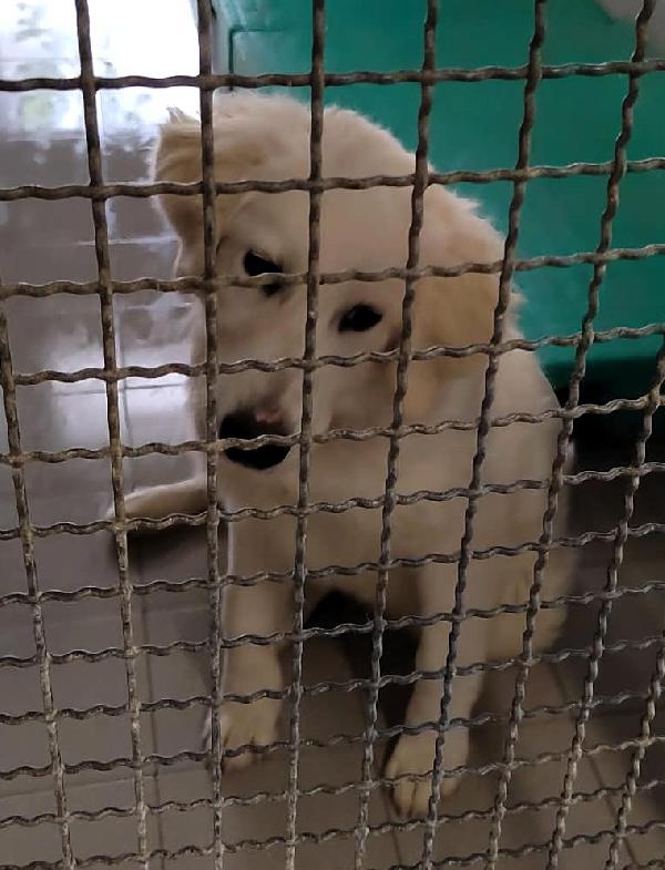 LELLA MAREMMANINA Foto 3