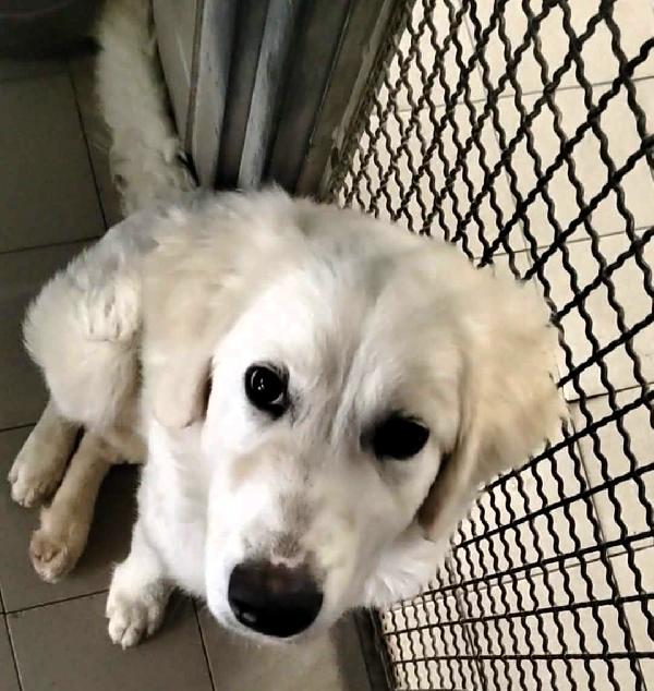 LELLA MAREMMANINA Foto 4