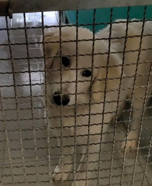 LELLA MAREMMANINA Foto 6