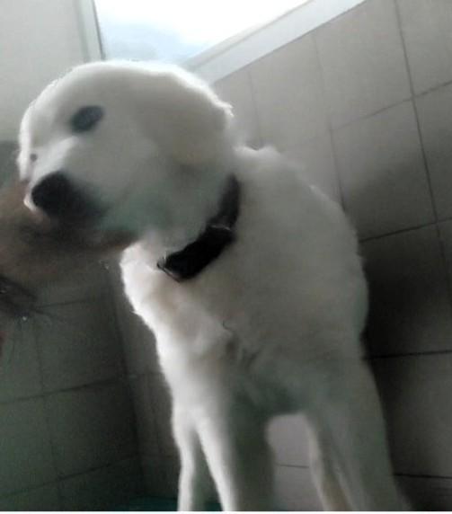 LELLA MAREMMANINA Foto 7