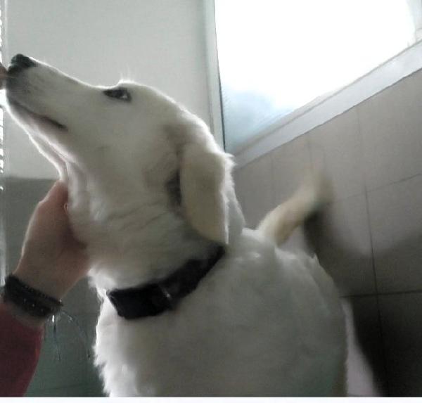 LELLA MAREMMANINA Foto 8