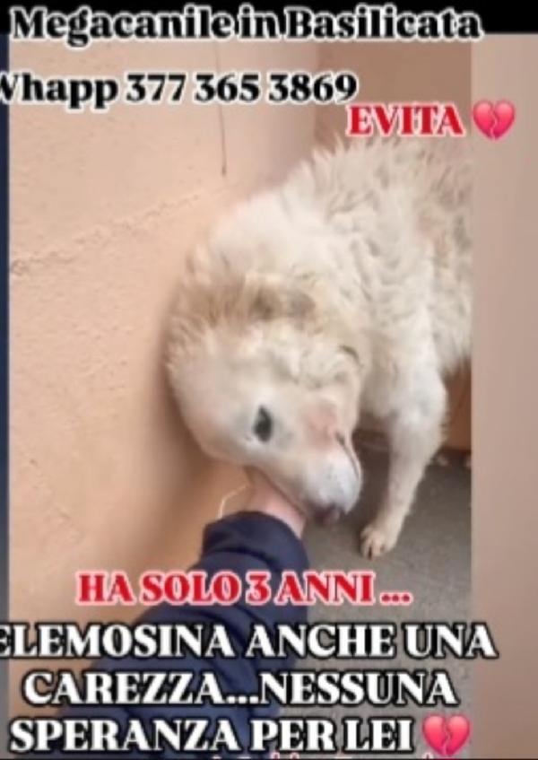 Evita 3anni salvata mesi fa da 1lager! ROMA SOS CASA Foto 4