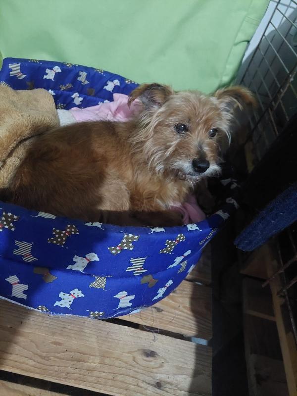 Dolce Henry, 5 kg di amore aspetta una casa Foto 2