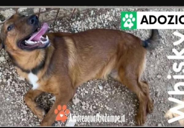 Mafalda E Wisky 11Mesi Manto Marroncino Nessuno Li Ha Scelti.