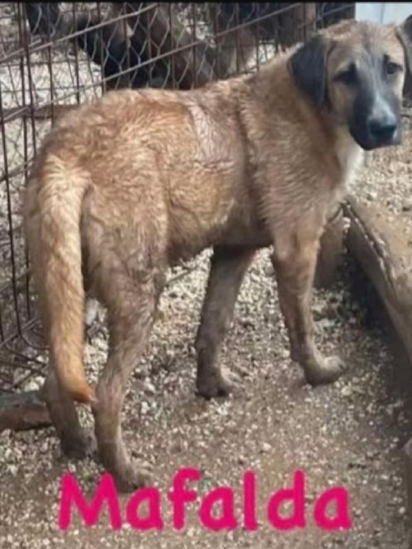 Mafalda e Wisky 11mesi manto marroncino NESSUNO LI HA SCELTI. Foto 2