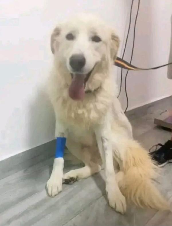 Maremmano 4Anni Vive In Poco Spazio!Sos Calabria