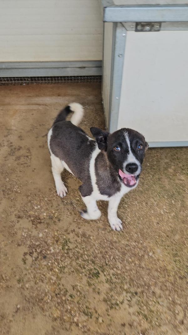 Tormalino: 4 Mesi Taglia Contenuta 