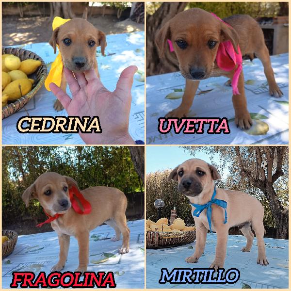 Taglie Piccole Cercano Casa 