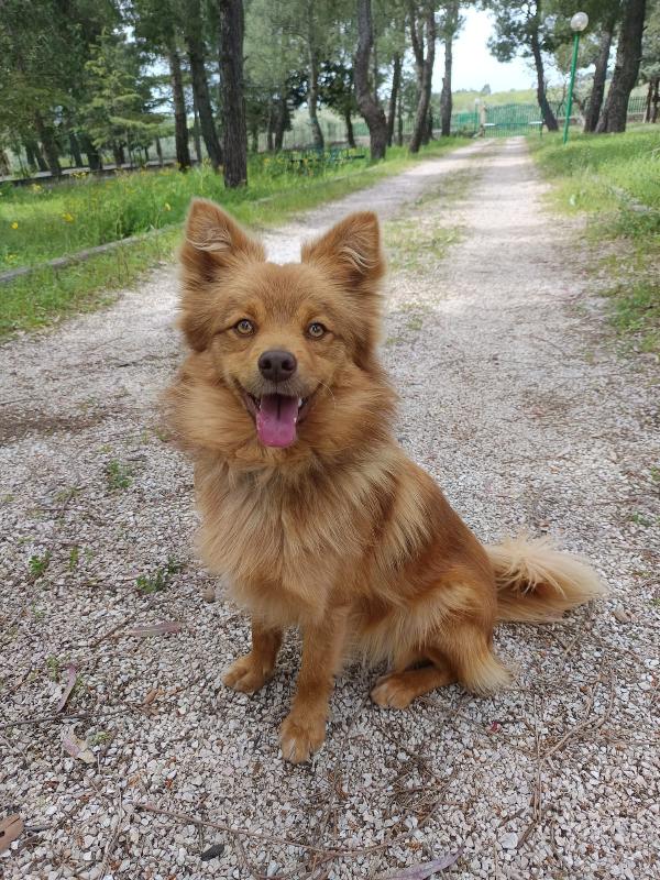 Cagnolino 1 Anno Super Simpatico