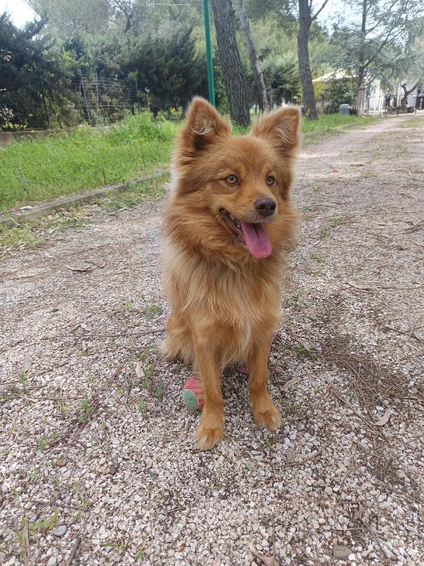 Cagnolino 1 anno super simpatico Foto 2