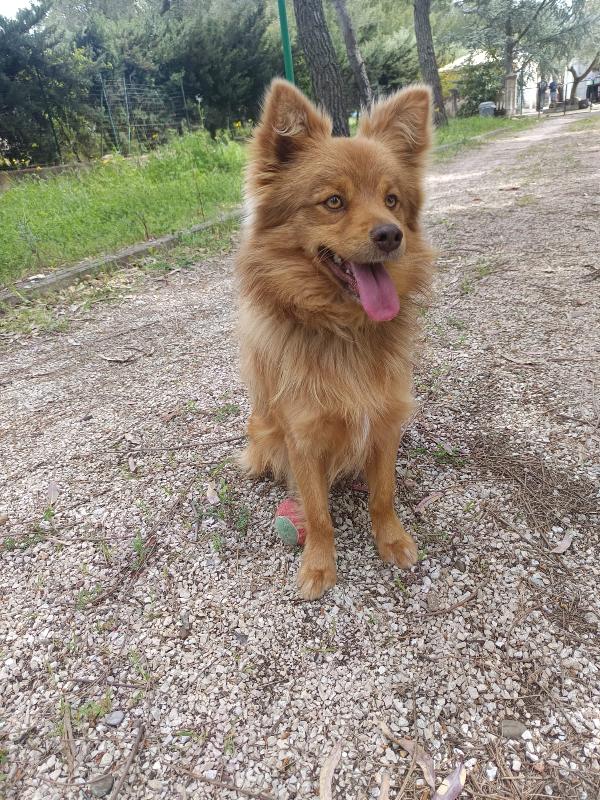 Cagnolino 1 anno super simpatico Foto 3